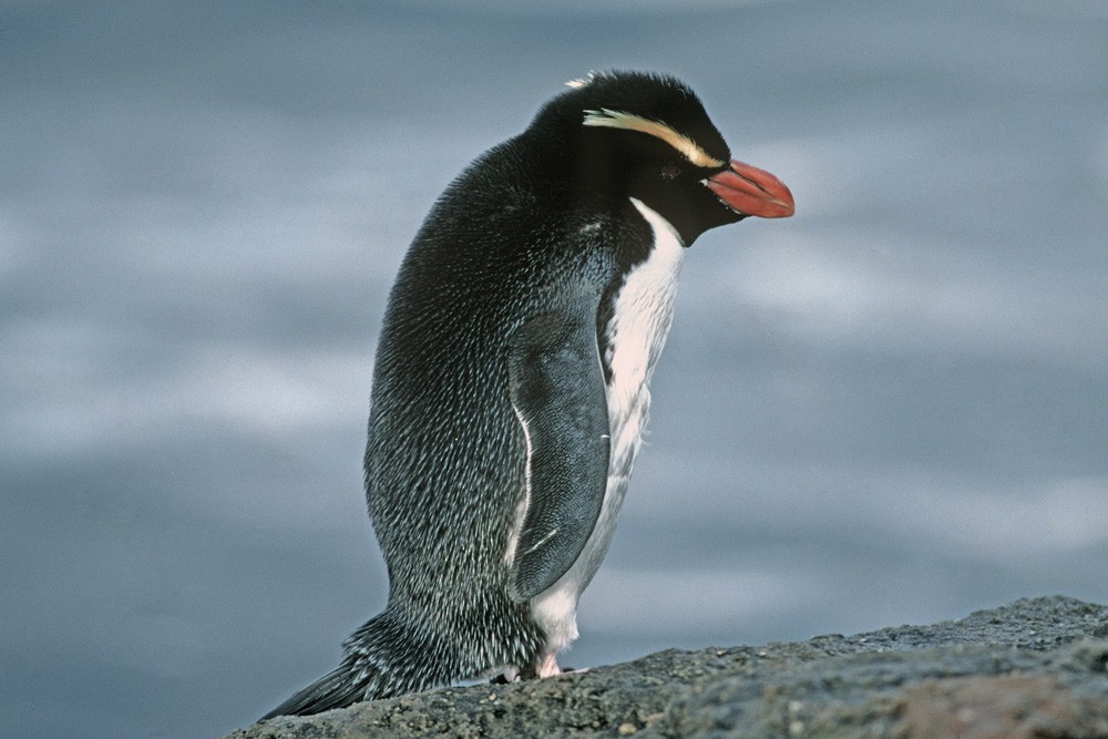 Snares Penguin - Tony Palliser
