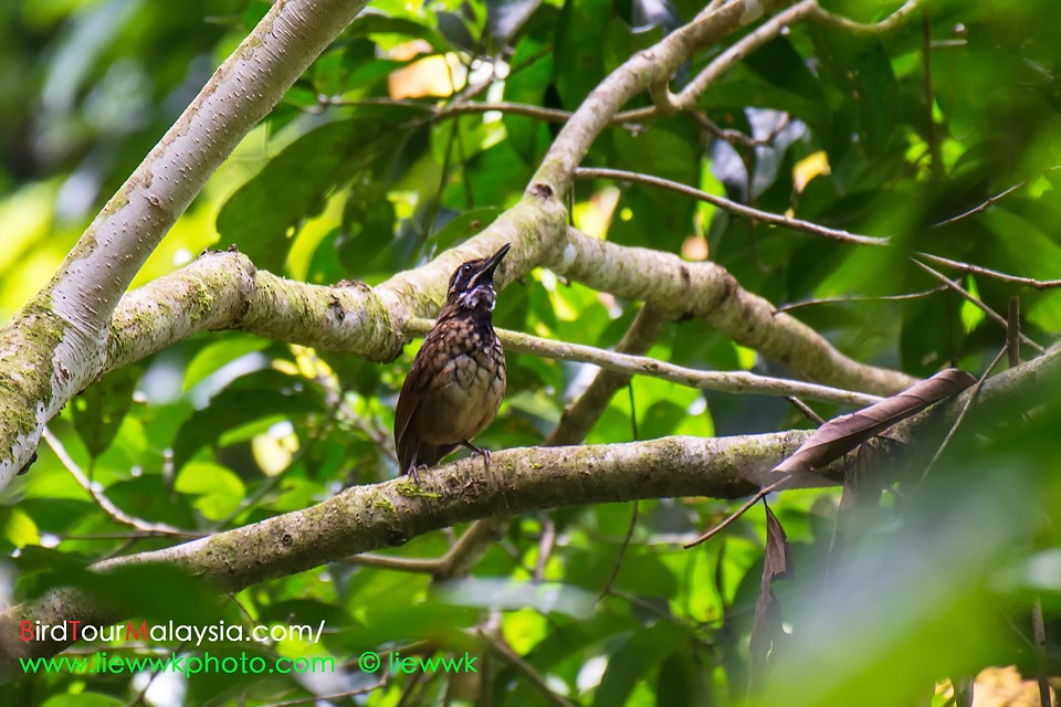 Black-throated Wren-Babbler - liewwk birdtourmalaysia