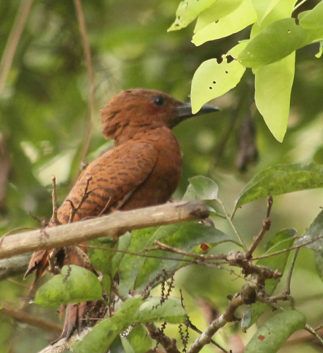 Rufous Woodpecker - GIRISHKUMAR K