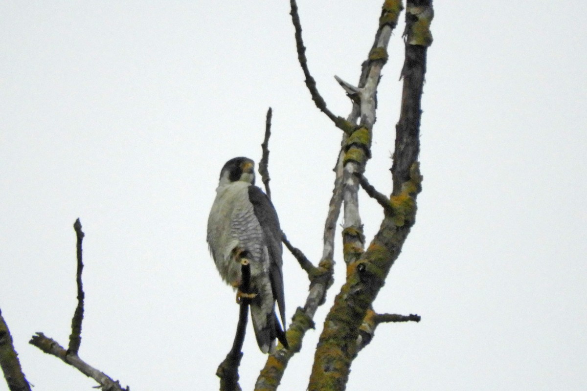 Peregrine Falcon - Georgia Gerrior
