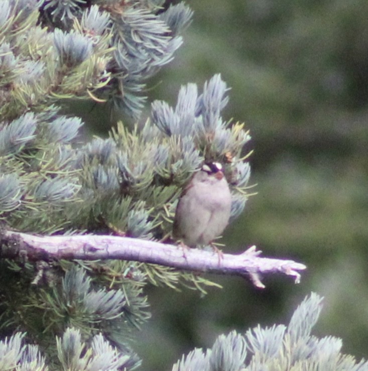White-crowned Sparrow - Tressa VanNest