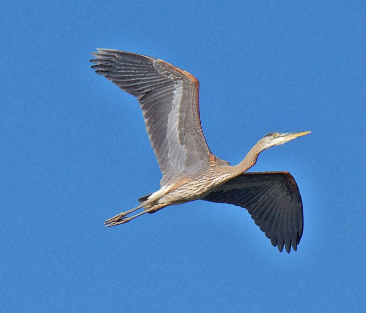 Great Blue Heron - Brian Avent