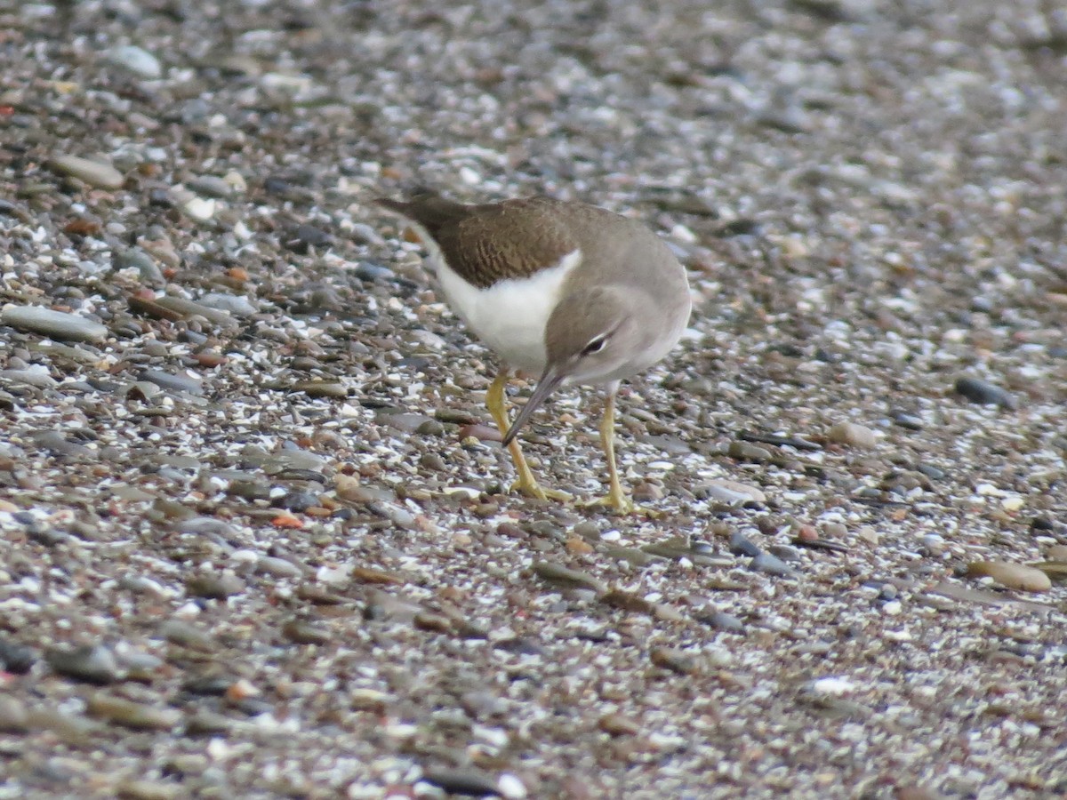 Spotted Sandpiper - Janice Farral