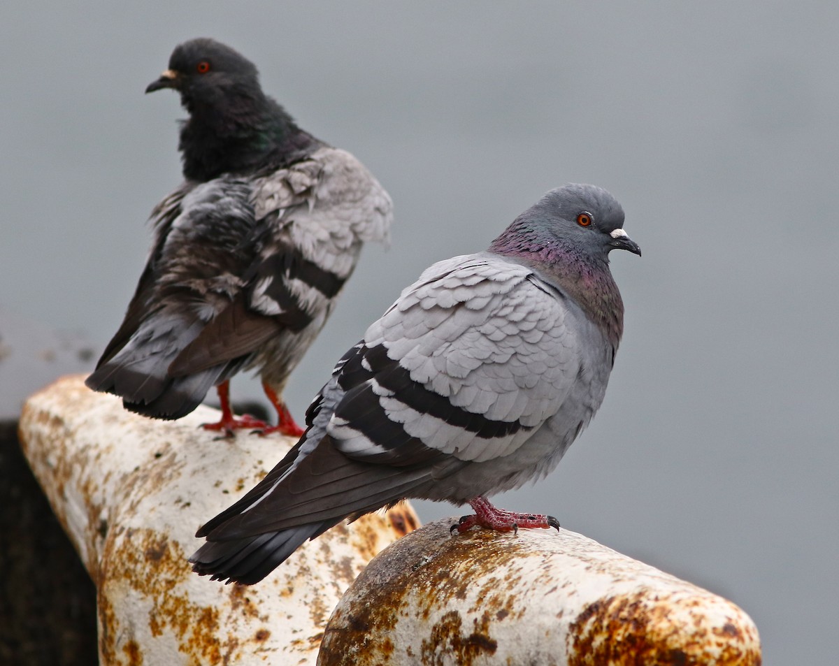 Rock Pigeon (Feral Pigeon) - Don Roberson