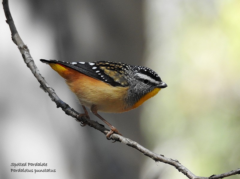 Spotted Pardalote - Marie Tarrant