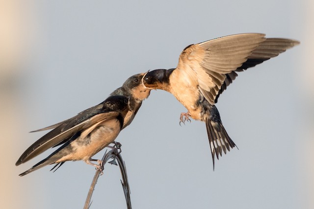 Barn Swallow feeding young. - Barn Swallow - 