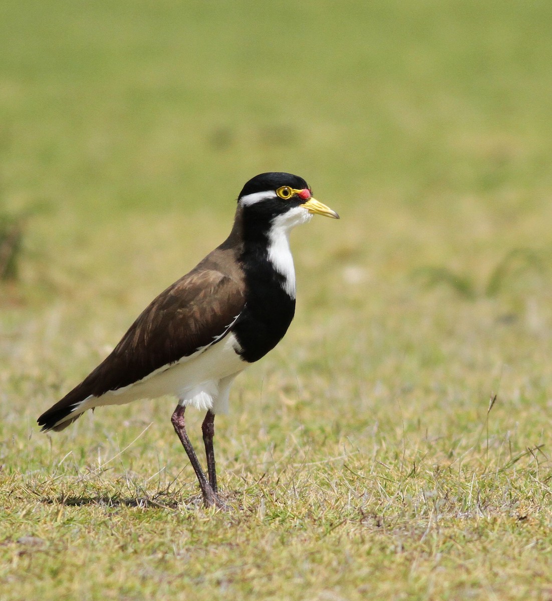 Banded Lapwing - ML65211531