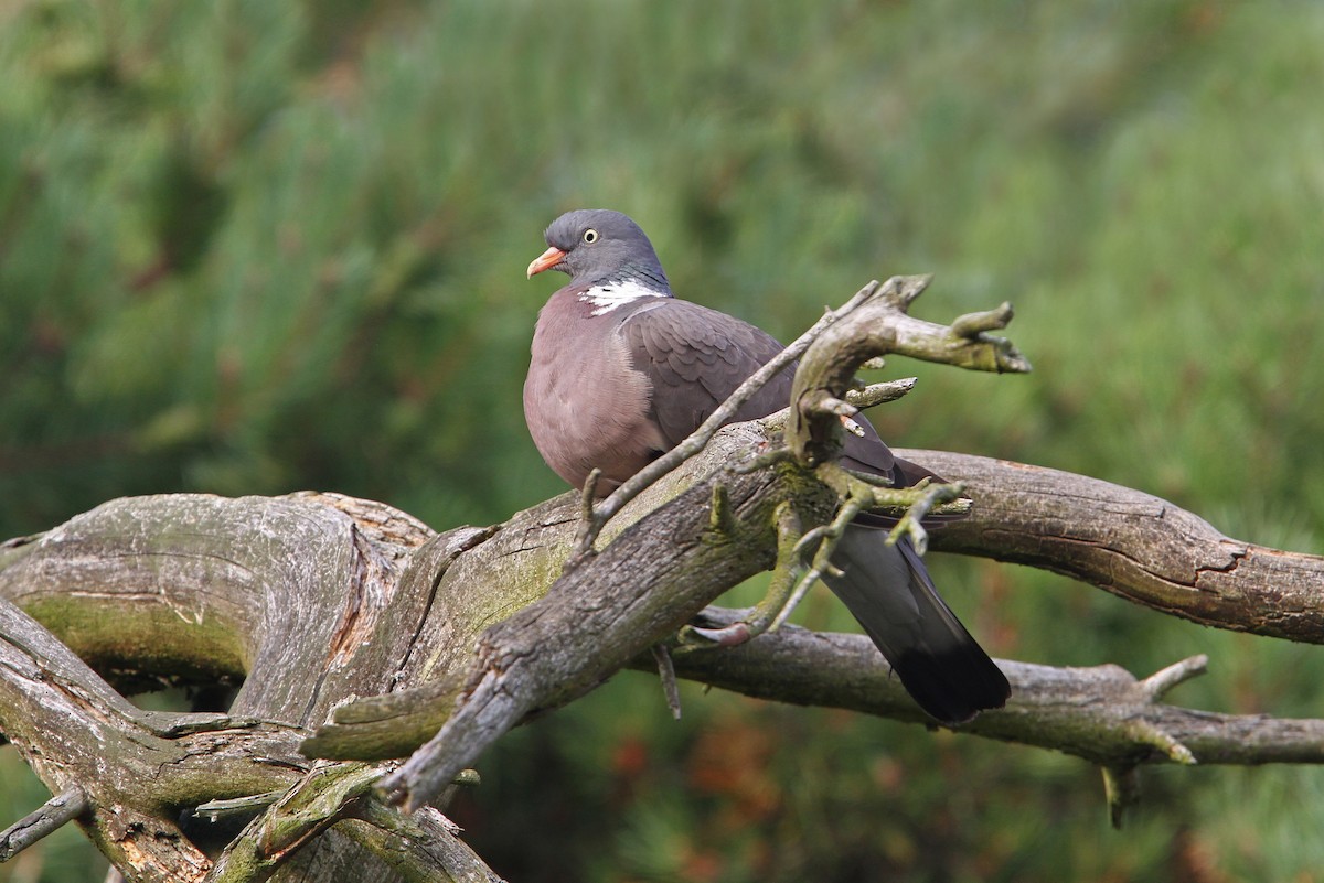 Common Wood-Pigeon - ML65212261