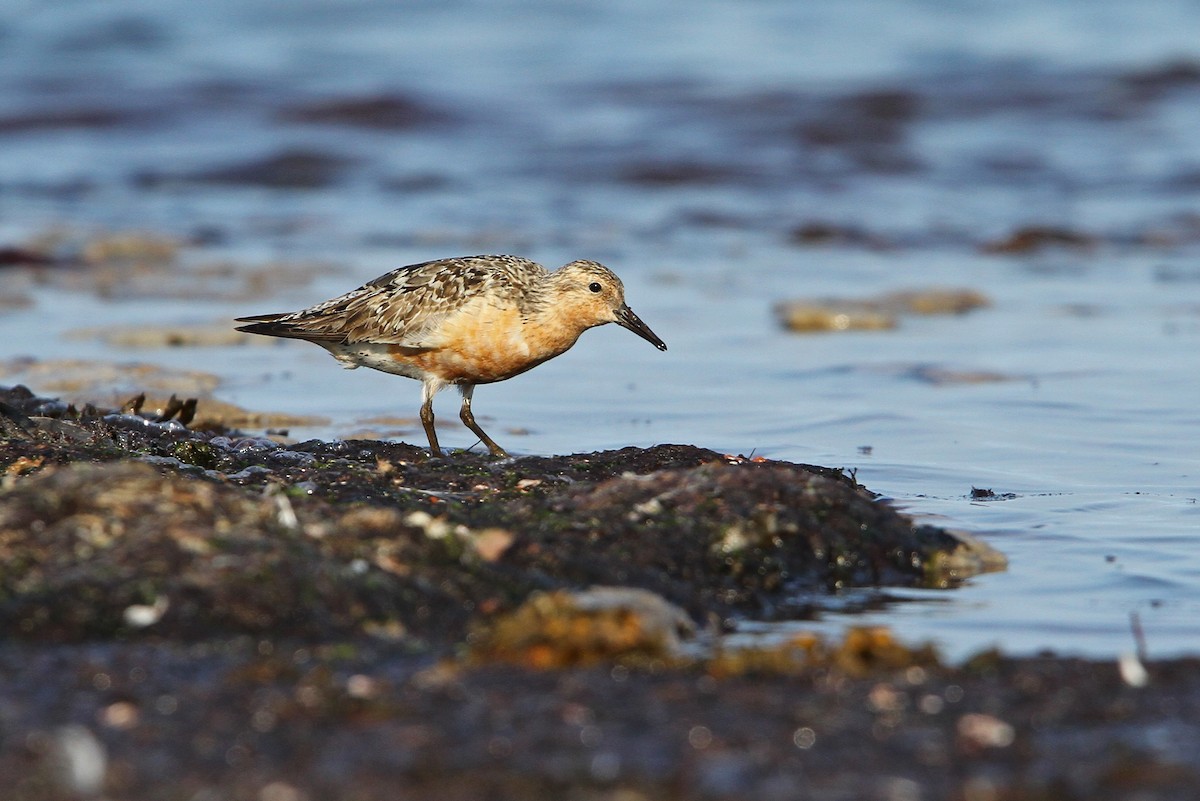 Red Knot - ML65212321
