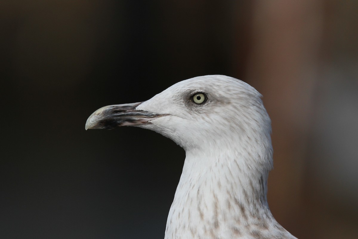 Herring Gull (European) - ML65213141