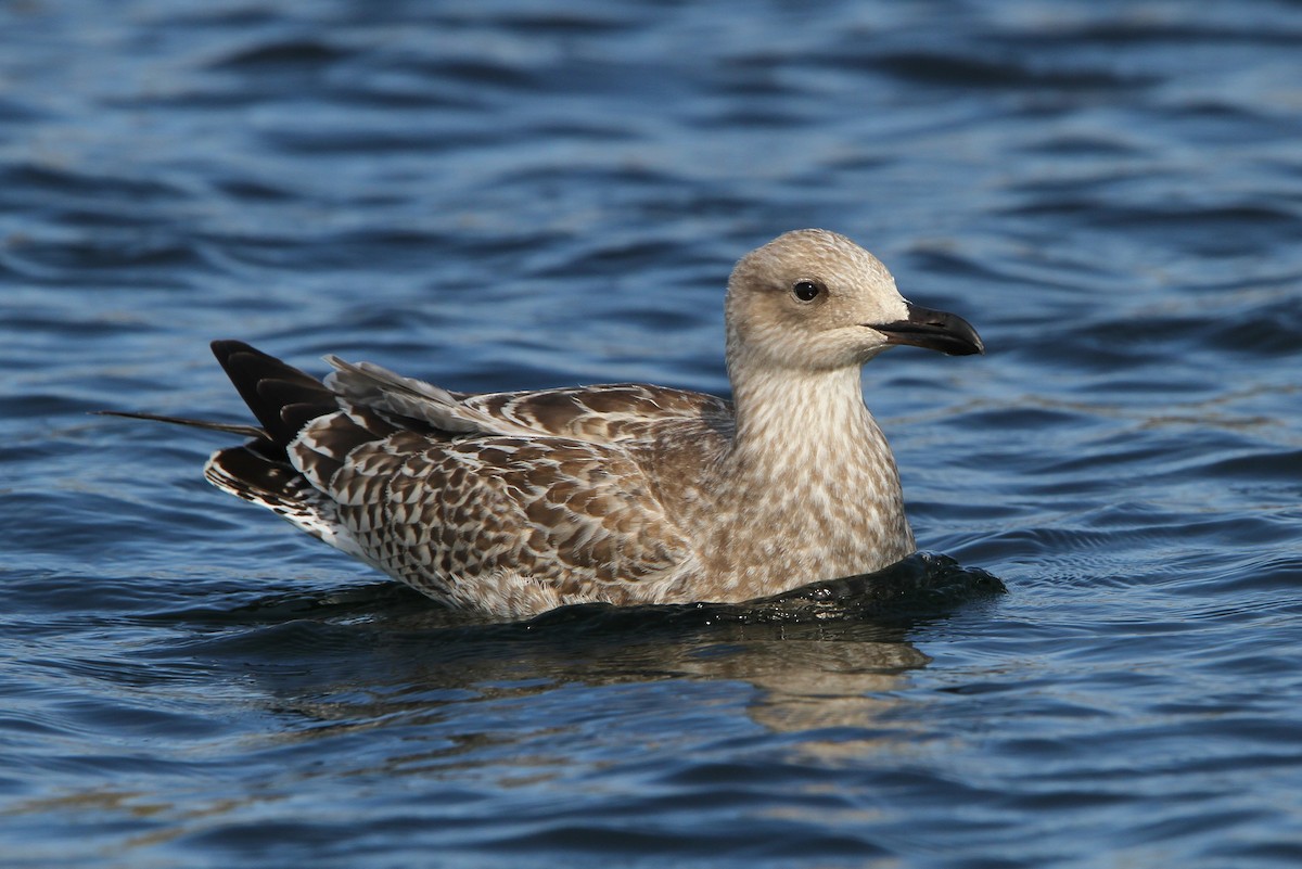 Herring Gull (European) - ML65213271