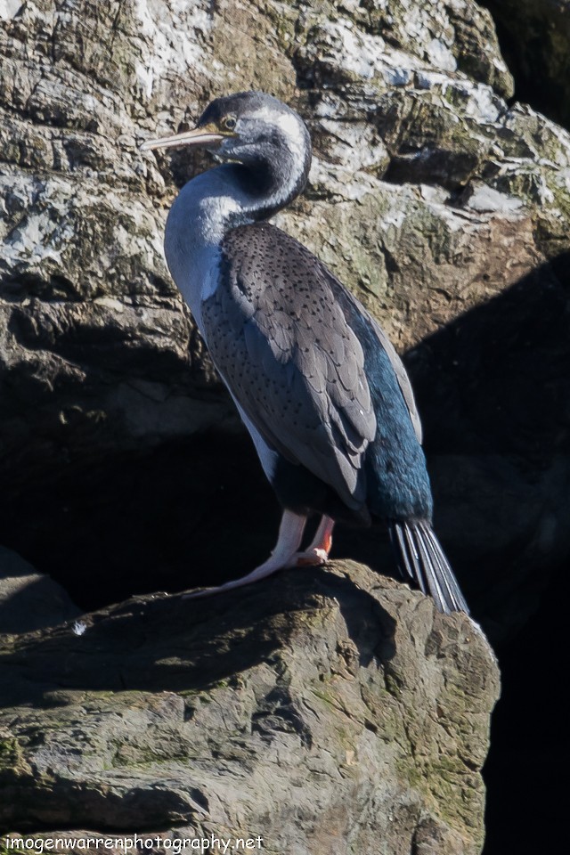 Spotted Shag - ML65214411