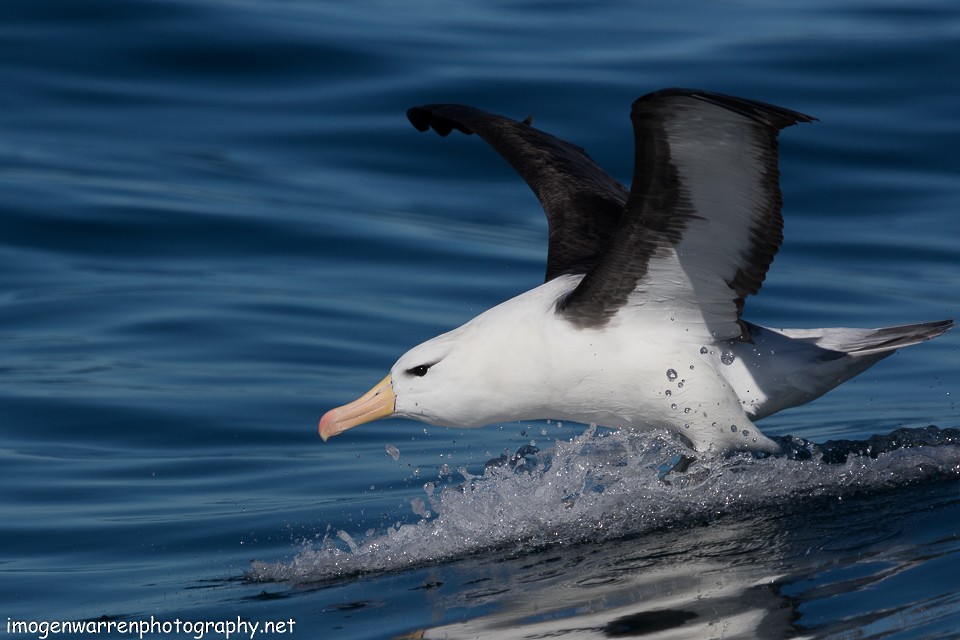 Black-browed Albatross - Imogen Warren