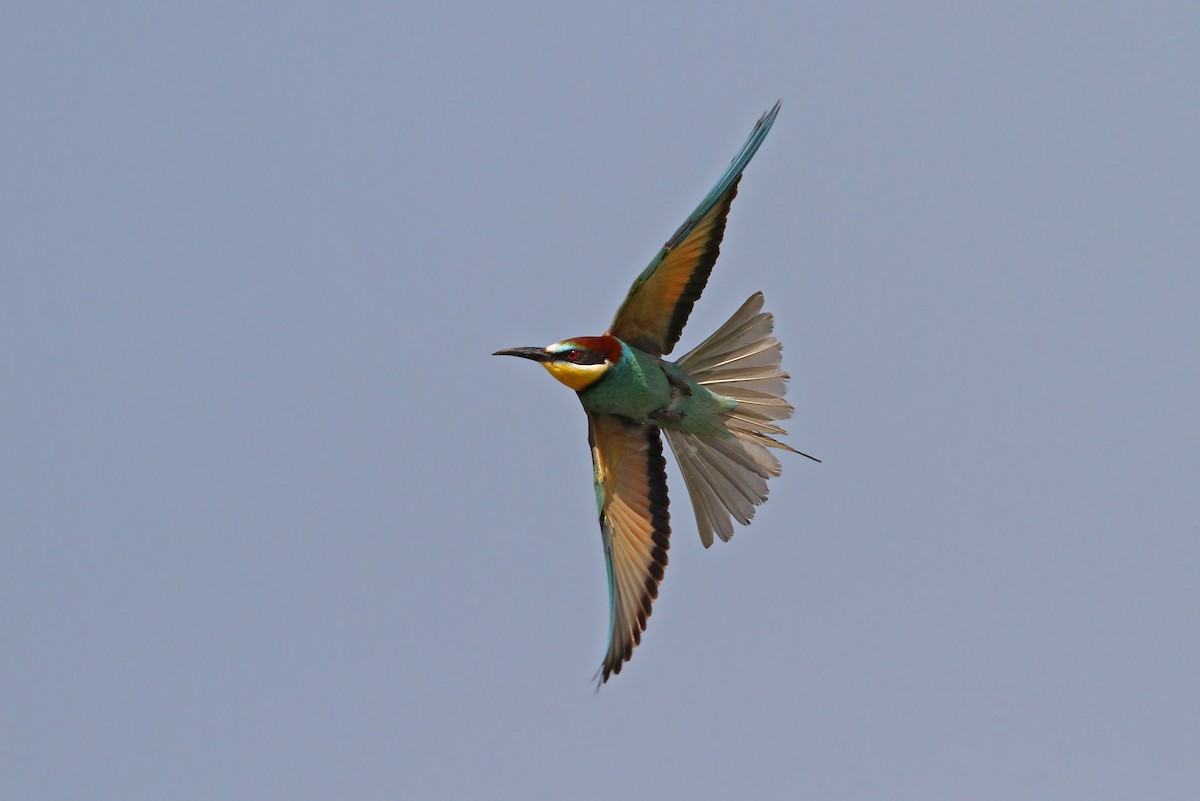 European Bee-eater - Christoph Moning