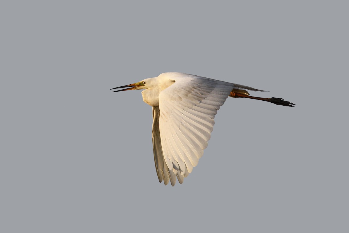 Great Egret (alba) - ML65219981