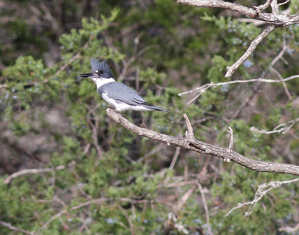 Belted Kingfisher - ML65221011