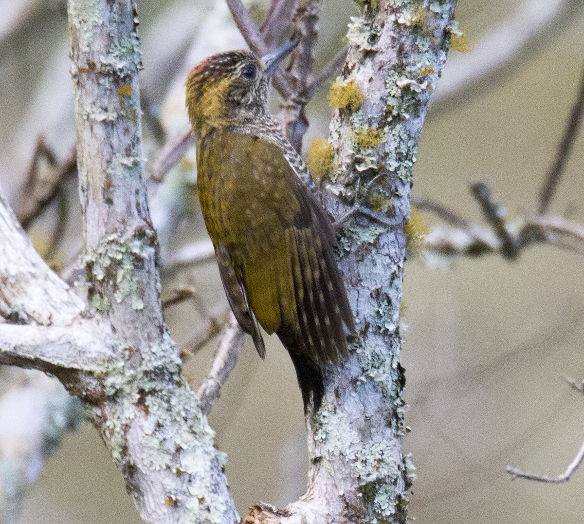 Yellow-eared Woodpecker - ML65222731