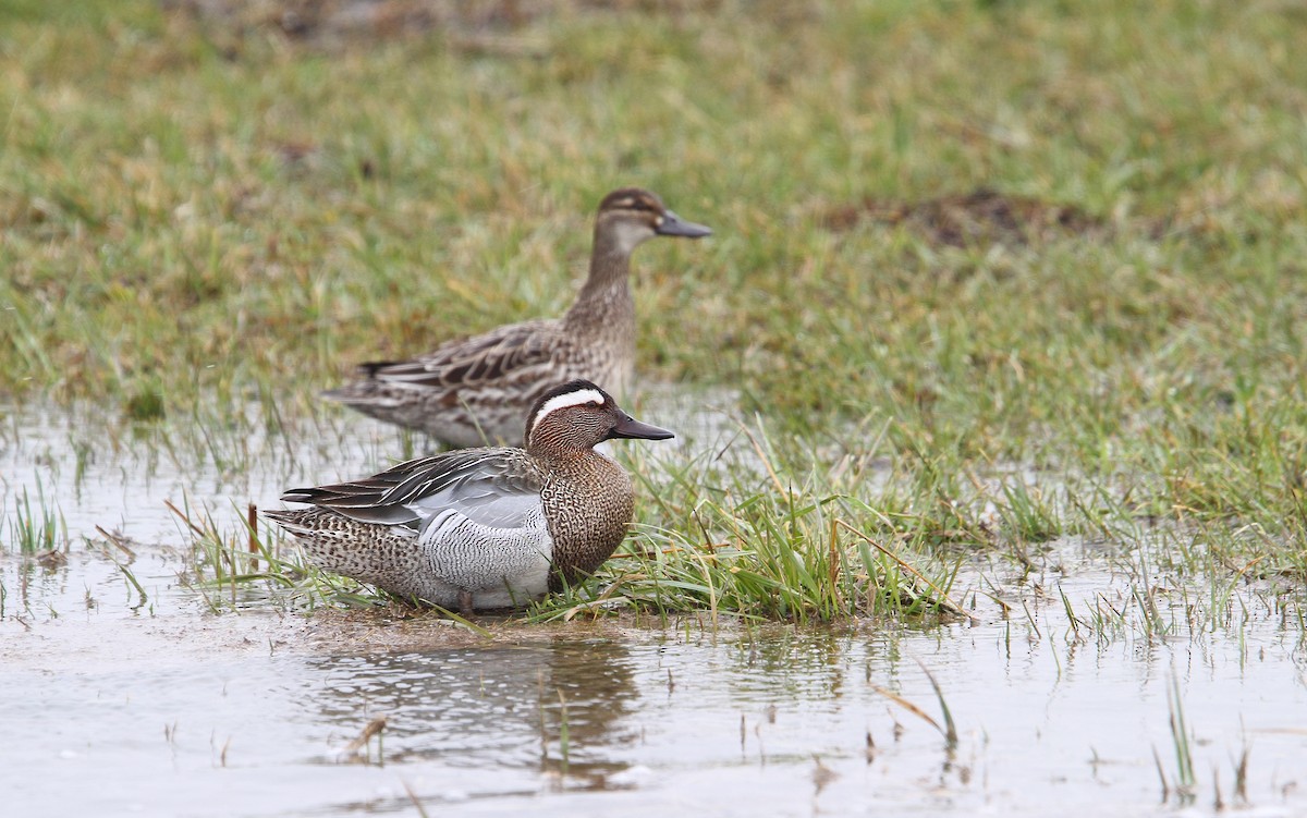 Garganey - Spatula querquedula - Media Search - Macaulay Library and eBird