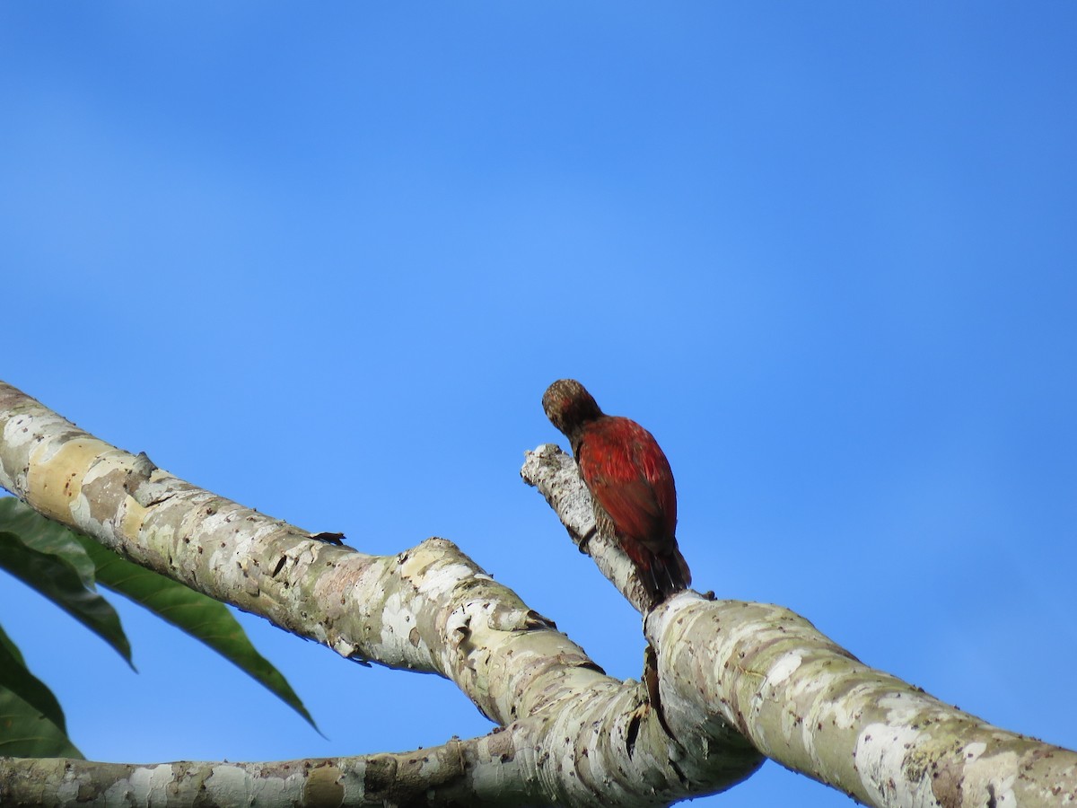 Blood-colored Woodpecker - Jack Noordhuizen