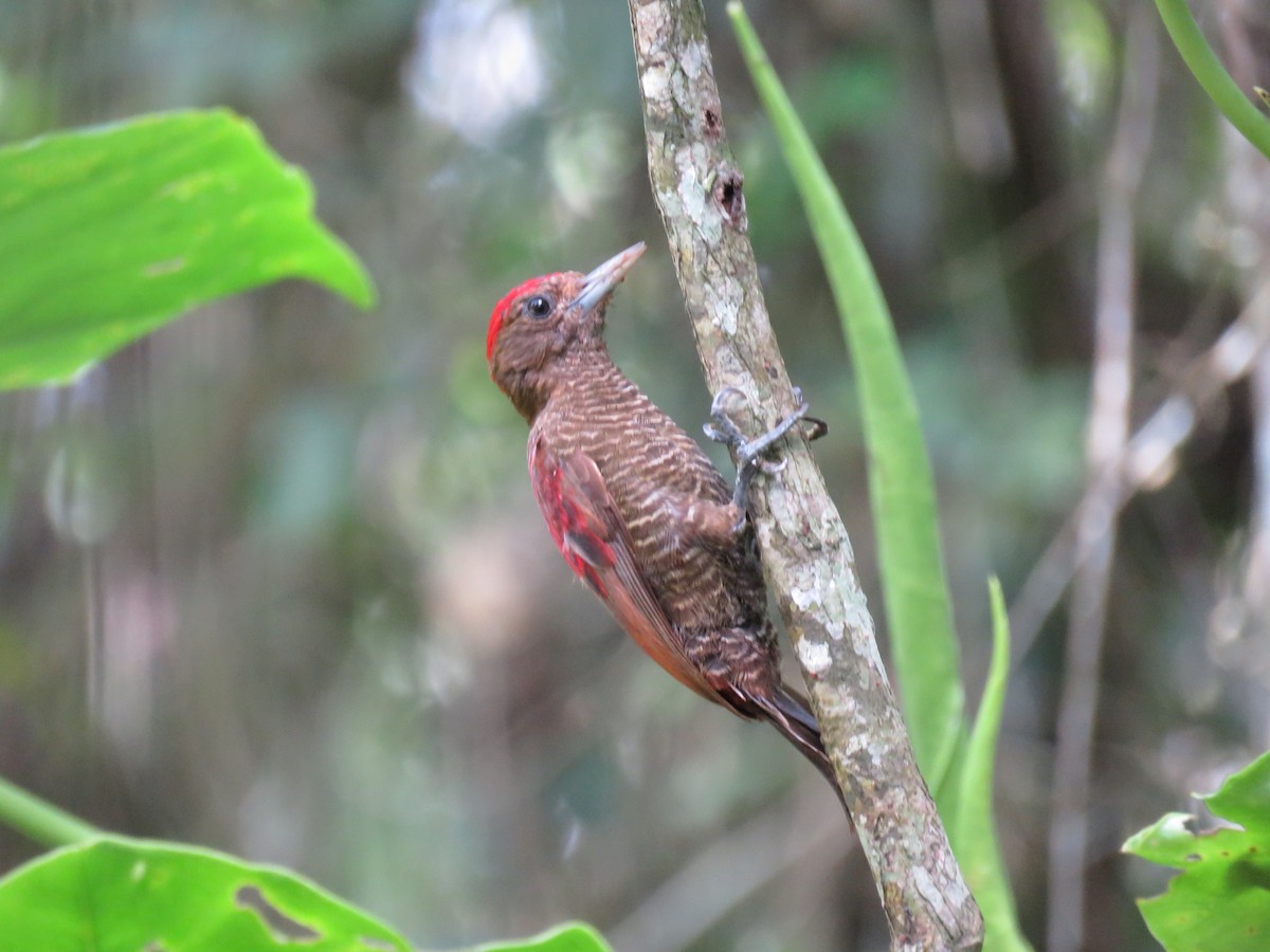 Blood-colored Woodpecker - ML65224581