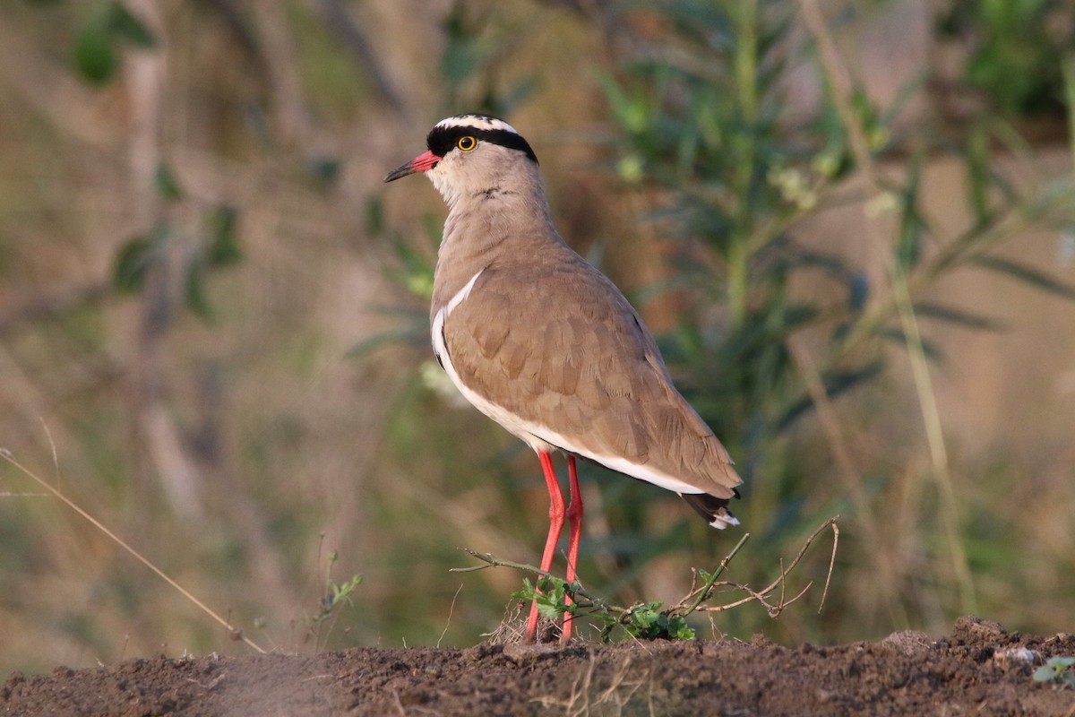 Crowned Lapwing - ML65226631