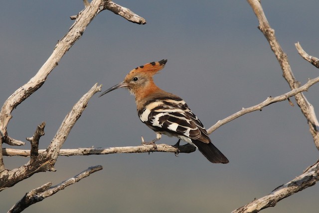 Adult female (subspecies&nbsp;<em class="SciName notranslate">africana</em>): Dorsal View. - Eurasian Hoopoe (African) - 