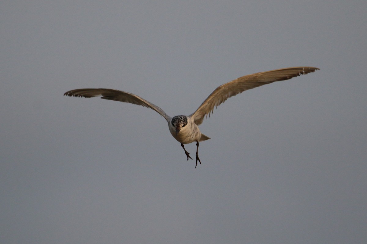 Common Tern - Wigbert Vogeley