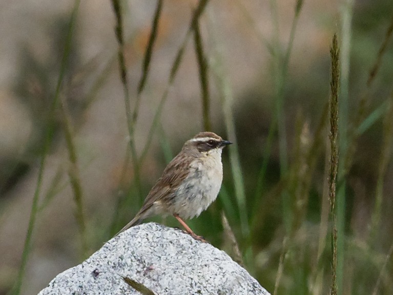 Brown Accentor - ML65228371