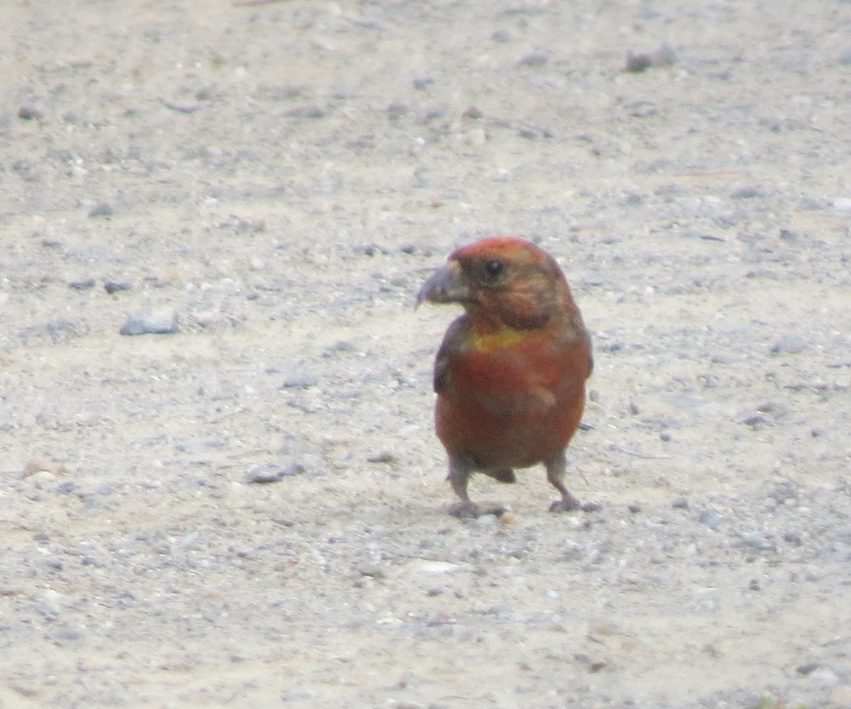 Red Crossbill - Jerry Smith