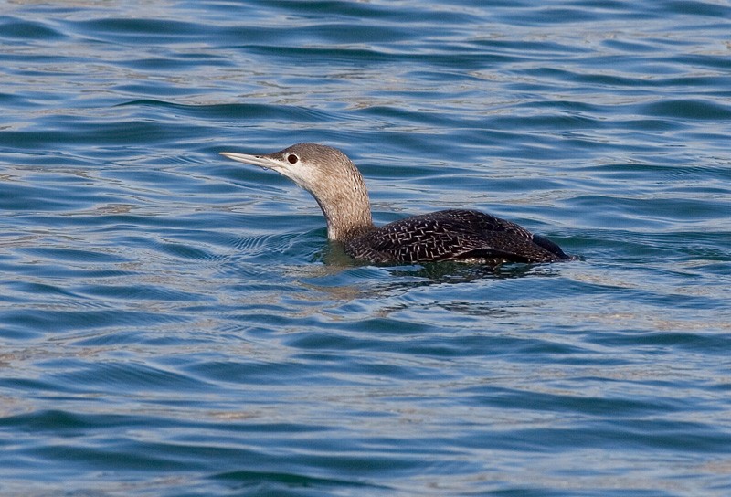 Red-throated Loon - José A. Campos