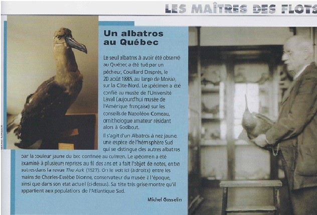 Atlantic Yellow-nosed Albatross - Comité d'homologation des oiseaux rares du Québec
