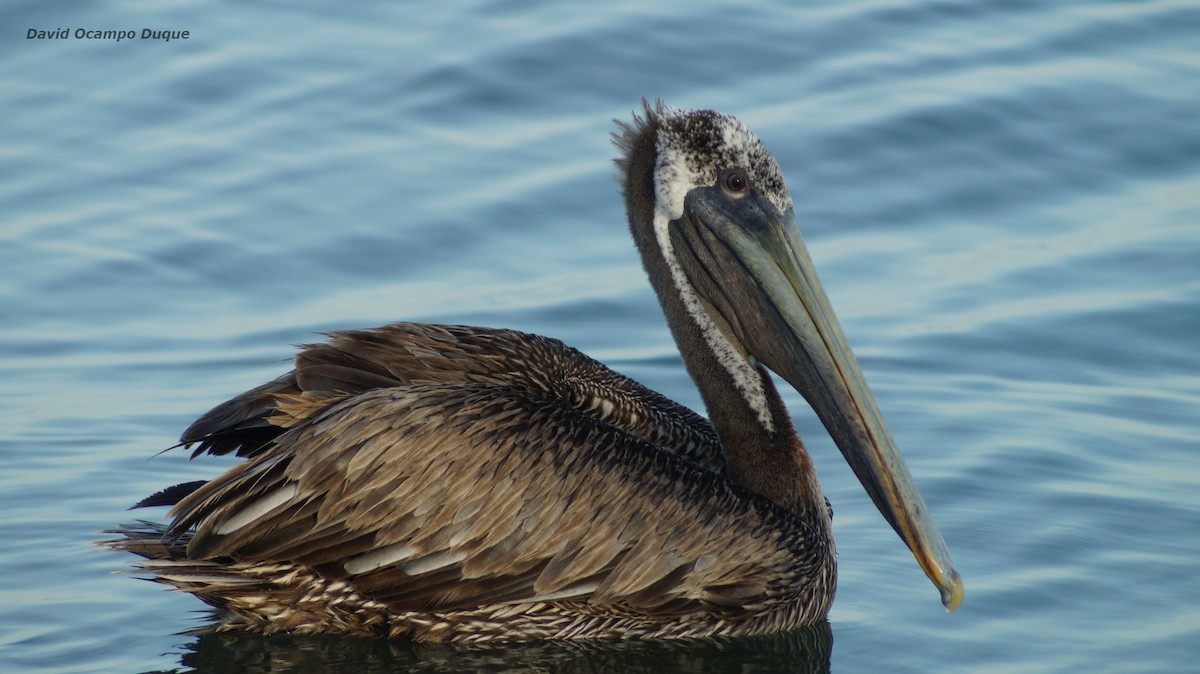 pelikán hnědý (ssp. occidentalis/murphyi) - ML65231401