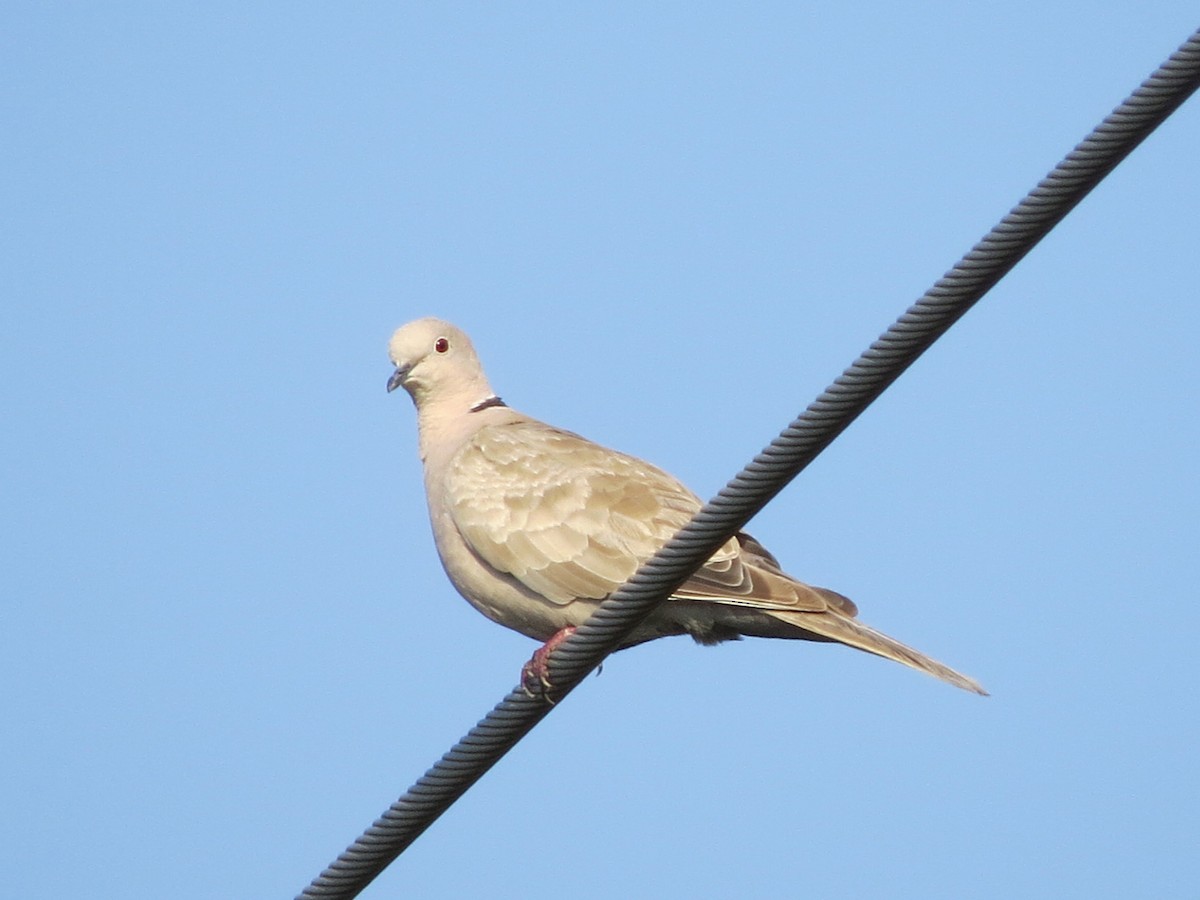 Eurasian Collared-Dove - ML65233871