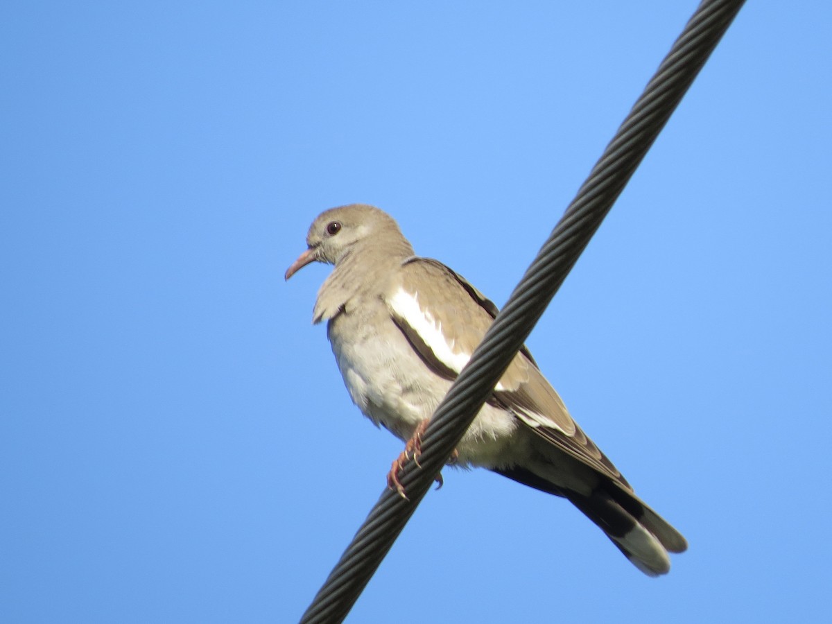White-winged Dove - ML65233961