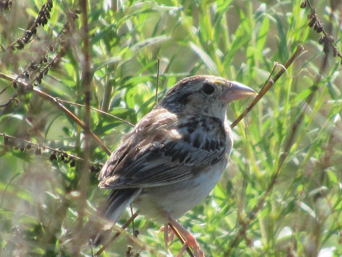 Grasshopper Sparrow - ML65235421