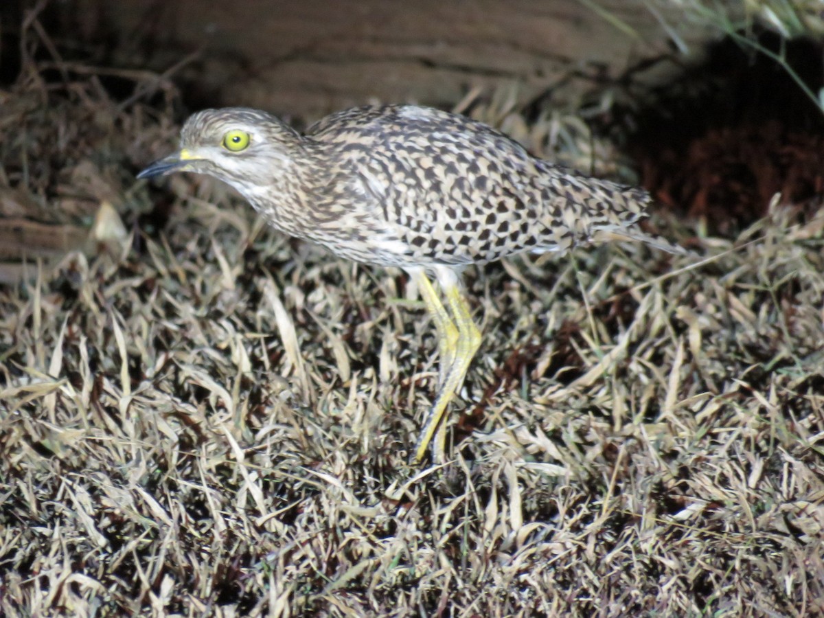 Spotted Thick-knee - Brad Arthur