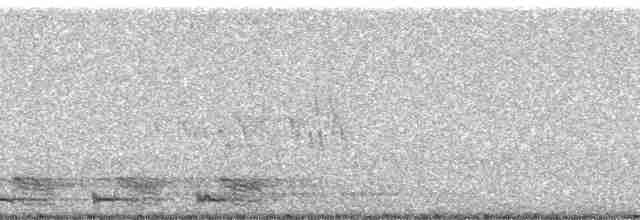 Trogon élégant (groupe ambiguus) - ML6524