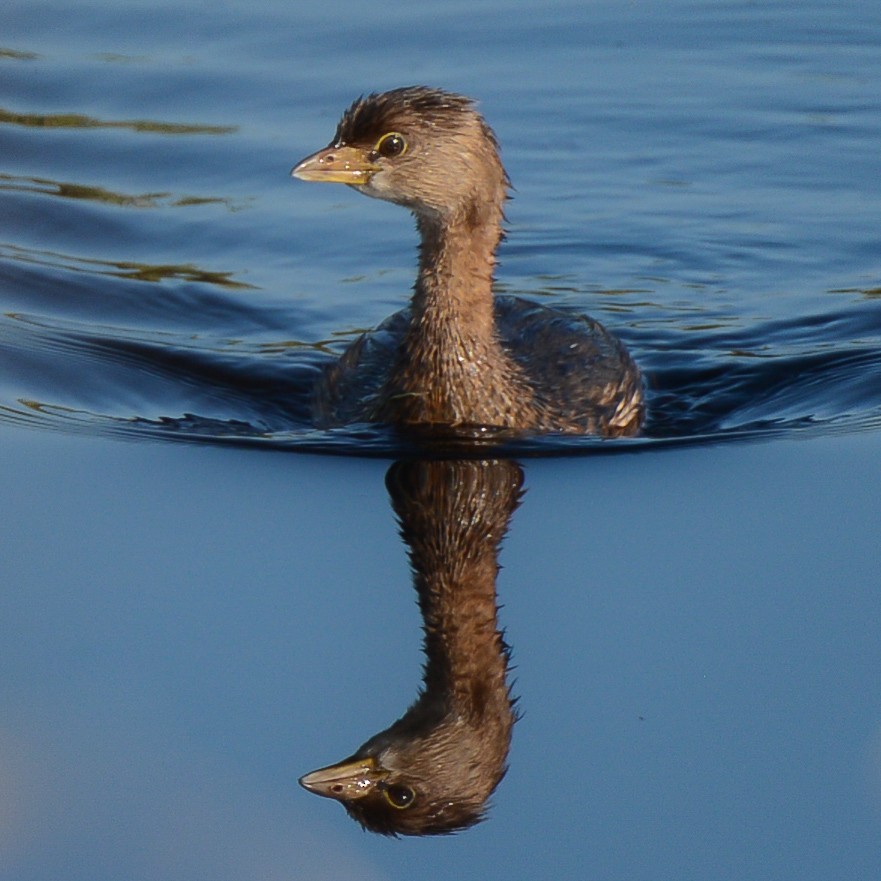 Pied-billed Grebe - Keith McCullough