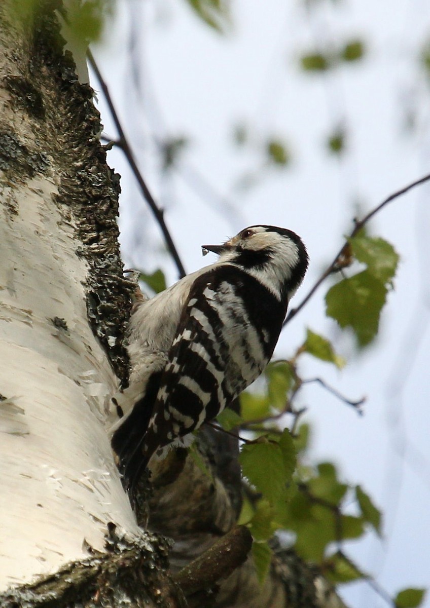 Lesser Spotted Woodpecker - ML65242871