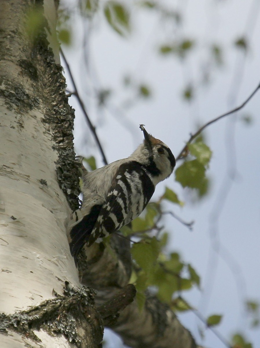 Lesser Spotted Woodpecker - ML65242881
