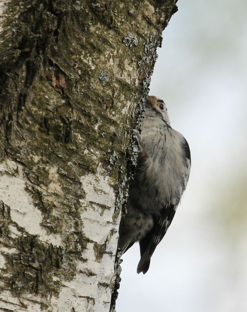 Lesser Spotted Woodpecker - ML65243201