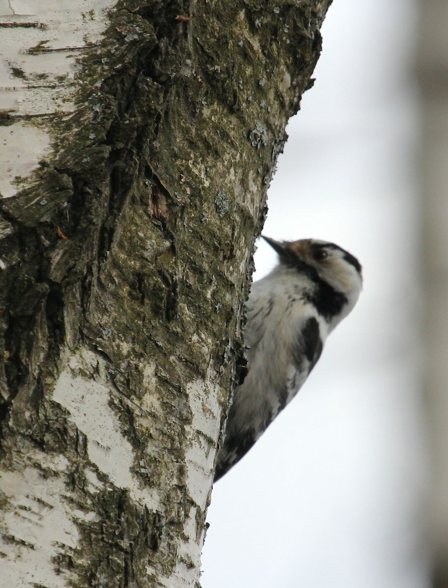 Lesser Spotted Woodpecker - ML65243211