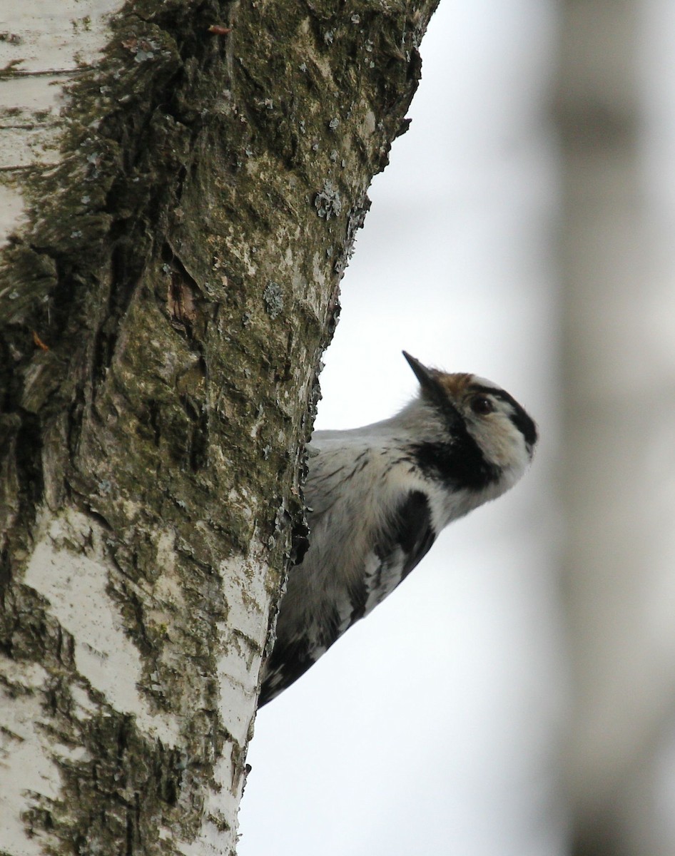 Lesser Spotted Woodpecker - ML65243221