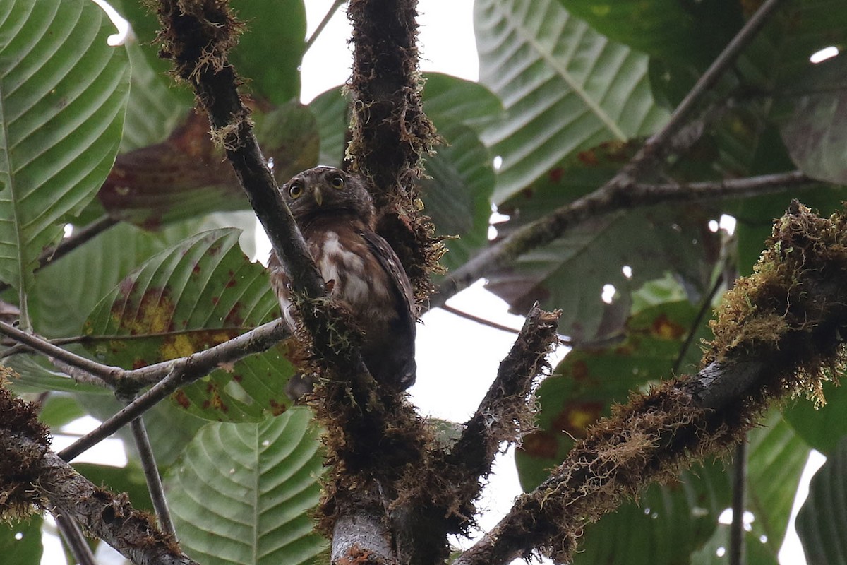 Cloud-forest Pygmy-Owl - ML65249561