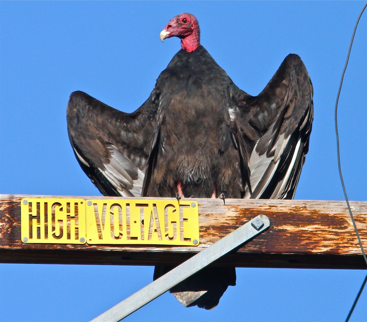 Turkey Vulture - ML65251821