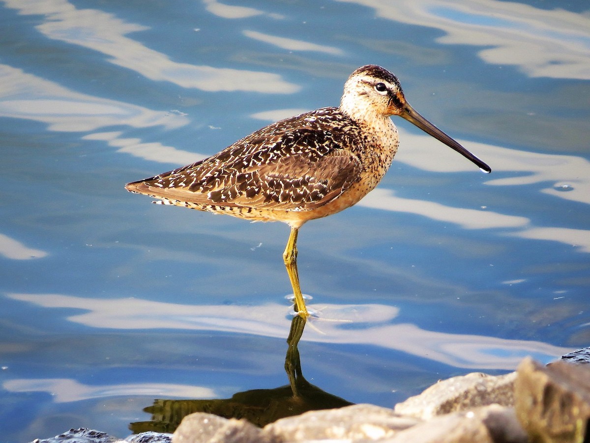 Long-billed Dowitcher - ML65252921