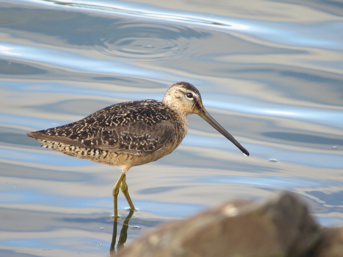 Long-billed Dowitcher - ML65252931