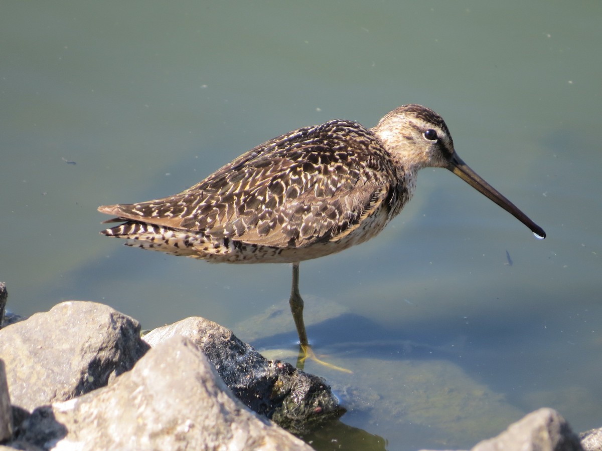 Long-billed Dowitcher - ML65252941