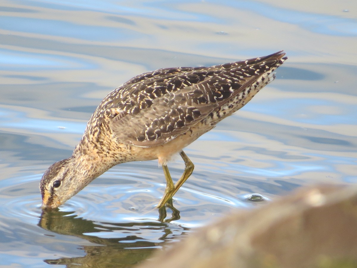 Long-billed Dowitcher - ML65252951