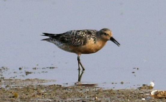Red Knot - Keith Lowe